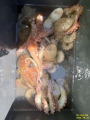 여수그린나래호/8월25일 여수문어낚시조황! 장원 30수 !! (30일 갈치지깅 예약가능) 사진