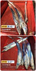 [통영] 통영 뉴 아시아호>> 씨알 좋은 대갈치 짜릿한  손맛! 사진