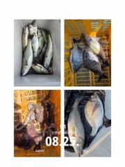 [사천] 삼천포 산분령 유료낚시터 8/25 조황입니다!! 사진