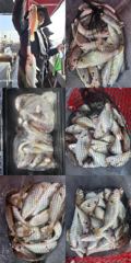 자연호 백조기 실시간 조황(26일)-내일자리있음 사진