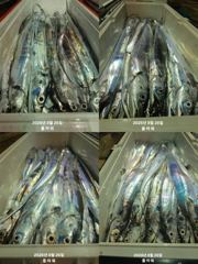 [여수플라워호] 26일 갈치 조황입니다. 30일,31일 자리여유 010-2004-5524 사진
