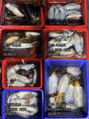 제주 어신호" 8월 25일 야간 한치 조황 사진