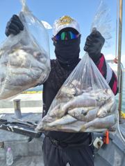 오늘의조황 - 8/23일 씨알좋은 부세 백조기 한가득 풍성한조황!!!!! - 해돋이낚시 사진