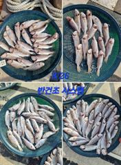 8/26 화이트굴비 백조기 열낚조사님 기본 100수 ~ 170수 ... 홍원항 뉴해양호 사진