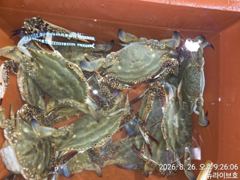 26일 뉴라이브호 실시간 야간꽃게낚시 마릿수  좋아요  내일도갑니다,  사진