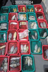 진해 무늬팁런 24일 씨알마릿수 손맛굿 장원  14수 사진