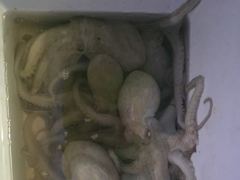 [진해] 돌문어주,야간k급외연일호조황마릿수굿~손맛짱!!! 사진