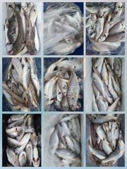 [무창포아파치호] 8월26일(수), 사릿 물때, 소수인원 왕백조기 조황~ㅎ 내일(목,27일)도 모레(금,28일)도 토,일,월 쭉~ 정상 출조, 자리여유, 전화주세요~ 010-8422-0866. 사진