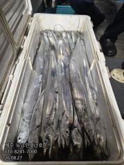 [[제주 뉴그린호(1호) 8월 27일 야간갈치 조황]] 사진