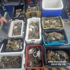 꽃게낚시~♪ 8 . 26( 수요일 ) [[[ 무창포프로낚시 ]]] <<<<<< 빅 마 린 >>>>> 꽃 게 조황보고....