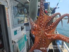 [진해] "돌문어" 완전초보자님들도 마릿수 조황좋아요~^^(예약가능) 사진