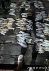 [거제] 무늬오징어팁런 호조황~!!키로오바,900g,800g 무시급들~!… 사진