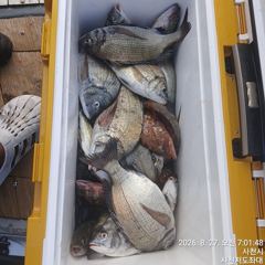 [사천] (사천저도좌대&펜션)8윌26일 저도좌대 조황 사진