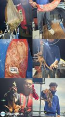 포항 돌문어 사진