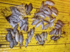 무늬 오징어  금ㆍ토 저녁 6시경 출항 빈자리 있습니다