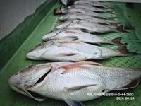 [거제비버호] 5짜 4짜들 대박 마리수 조황(주말예약가능)
