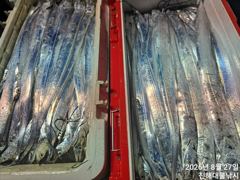27일새벽,내만칼치 3지씨알급까지 엄청나게잡고,금,일욜예약가능~ 사진