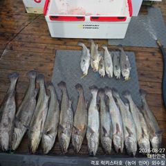 오늘의조황 - 8월 27일 격포럭키스타 8분 민어 굳조황 - 격포 럭키스타호 사진