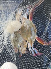 [진해] 준내만 갈치 왕씨알 대치 챙기고~~(금욜부터 예약  가능) 사진
