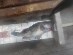 자연식 조황 - 삼길포 만석좌대 8월 27일 자연식 조황 입니다 - 삼길포 만석좌대낚시 사진