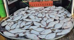 조황정보 - 8월 27일 루나호 광어다운샷 조황,,7짜,6짜 대광어 조황!!! - 태풍투어낚시 사진