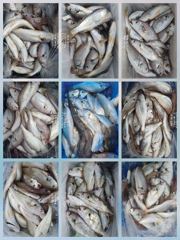 [무창포아파치호] 8월27일(목), 먼바다 왕백조기 조황. 돌문어와 참돔은 뽀너스~ㅎ 내일(28일,금)도, 주말 토.일도 쭉~ 정상출조, 자리여유, 전화주세요~ 010-8422-0866. 사진