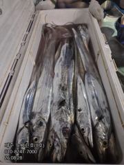 [[제주 뉴그린호(1호) 8월 28일 야간갈치 조황]] 사진