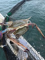 *8월28일 "서해호김선장 " 꽃게 10분 조황입니다