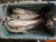 자연식 조황 - 삼길포 만석좌대 8월 28일 자연식 조황 입니다 - 삼길포 만석좌대낚시 사진
