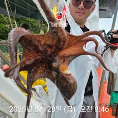 문어 평균 11마리 사진