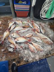 조황정보 - 삼길포 헌터호 8/28 참돔 타이라바 9인 반나절조황 - 삼길포 씨유만석낚시