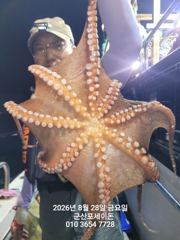 8/28일, 오늘도 야간문어갑니다~부쩍커진 문어들~마릿수도 대박~~"외수질,민어,농어,광어 8월 평일~선비 빅이벤트(선비8만)"~~군산 포세이돈호