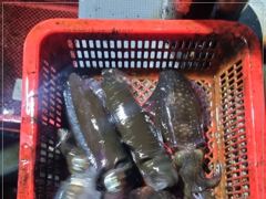 [통영] 넘버원호 무늬팁런 바람에도 팁은퍽퍽