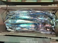 [진해] 준내만갈치 오늘1자리여유 씨알급으로 일요일예약가능합니다
