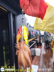 [포항] 8-28(조황)돌문어 ~~일요일 밤문어 운동장 입니다
