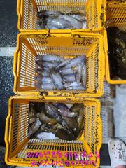 [마산] 마산무늬팁런>>내만 무늬팁런 퍽퍽 물어주네요.
