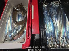 내만 갈치 입질 활성도 좋고~~(오늘 예약  가능)