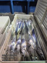 [[제주 뉴그린호(1호) 8월 28일 야간갈치 조황]] 사진