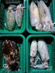 무늬오징어 사냥! 먹물파티! 레전드타고 손맛보러 가시죠! 사진