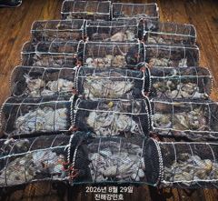 (문어)우중전 대성공 19수17수17수~연타로 줄줄이~강민호(30일 예약)