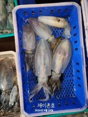 울진 후포 제이존호 무늬 오징어 낚시 조황입니다 사진
