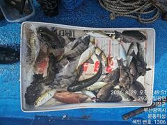 문동 피싱호 금일 오전 조황 사진
