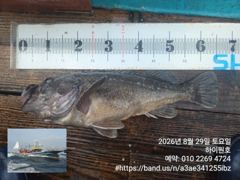 8/29일, 아~싸~! 먼침선,  개우럭~6짜 2마리, 65cm…