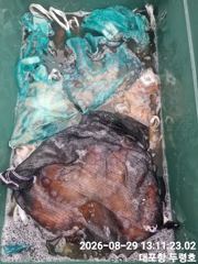 속초대포항 두령호 문어 조황입니다  사진