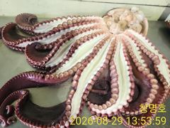 공현진 22인승 뉴창명호 대왕문어 13키로 조황 사진