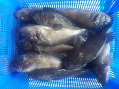 자연식 조황 - 삼길포 만석좌대 8월 29일 자연식 조황 입니다 - 삼길포 만석좌대낚시 사진