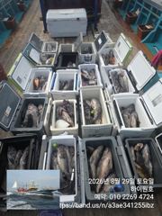 8월 29일 개우럭 6짜5짜 쌍걸이등 조황입니다 사진