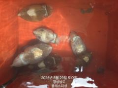 8월29일 갑오징어 조황입니다~ 사진