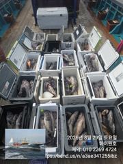 8/29일, 아~싸~! 먼침선, 개우럭~6짜 2마리, 65cm대물까정 3마리~쌍걸이등~쿨러 대박 ~오늘 야간 문어 출항합니다~~강추~군산 하이원호 사진