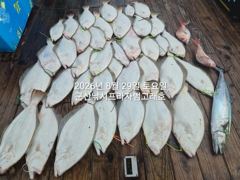 29일,오늘도 굿굿 대광어 참 무쟈게 나오네요. 웬 광어가 이리도 나오는지~6분 대박조황~내일도 갑니다~ 군산 범고래호 사진